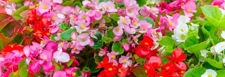 Begonien in voller Blüte